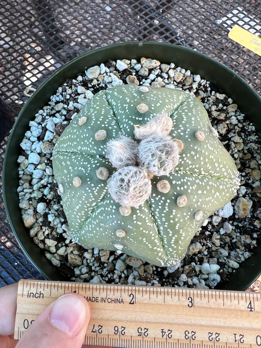 Astrophytum asterias in 6 inch pot