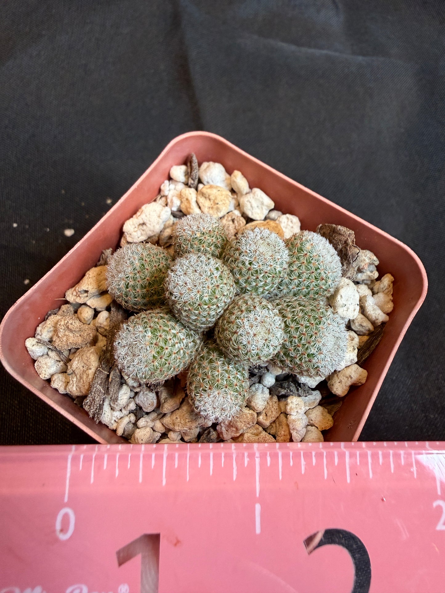Mammillaria Tlalocii monstrose 101 rare plant