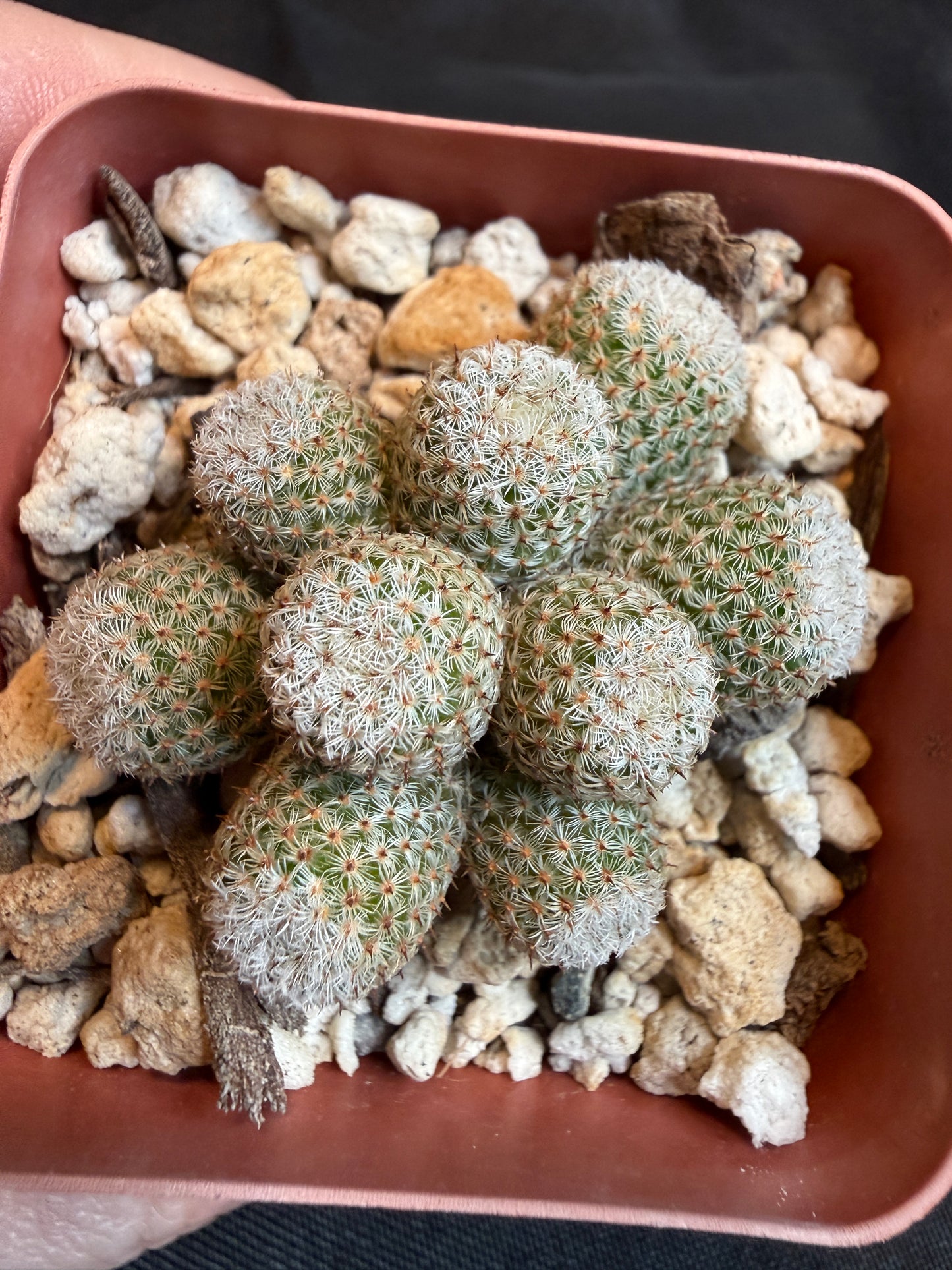 Mammillaria Tlalocii monstrose 101 rare plant