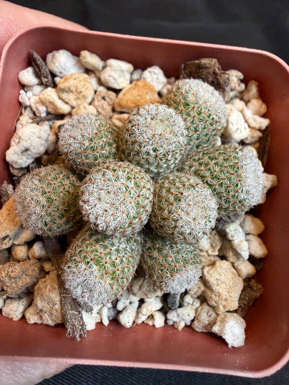 Mammillaria Tlalocii monstrose 101 rare plant
