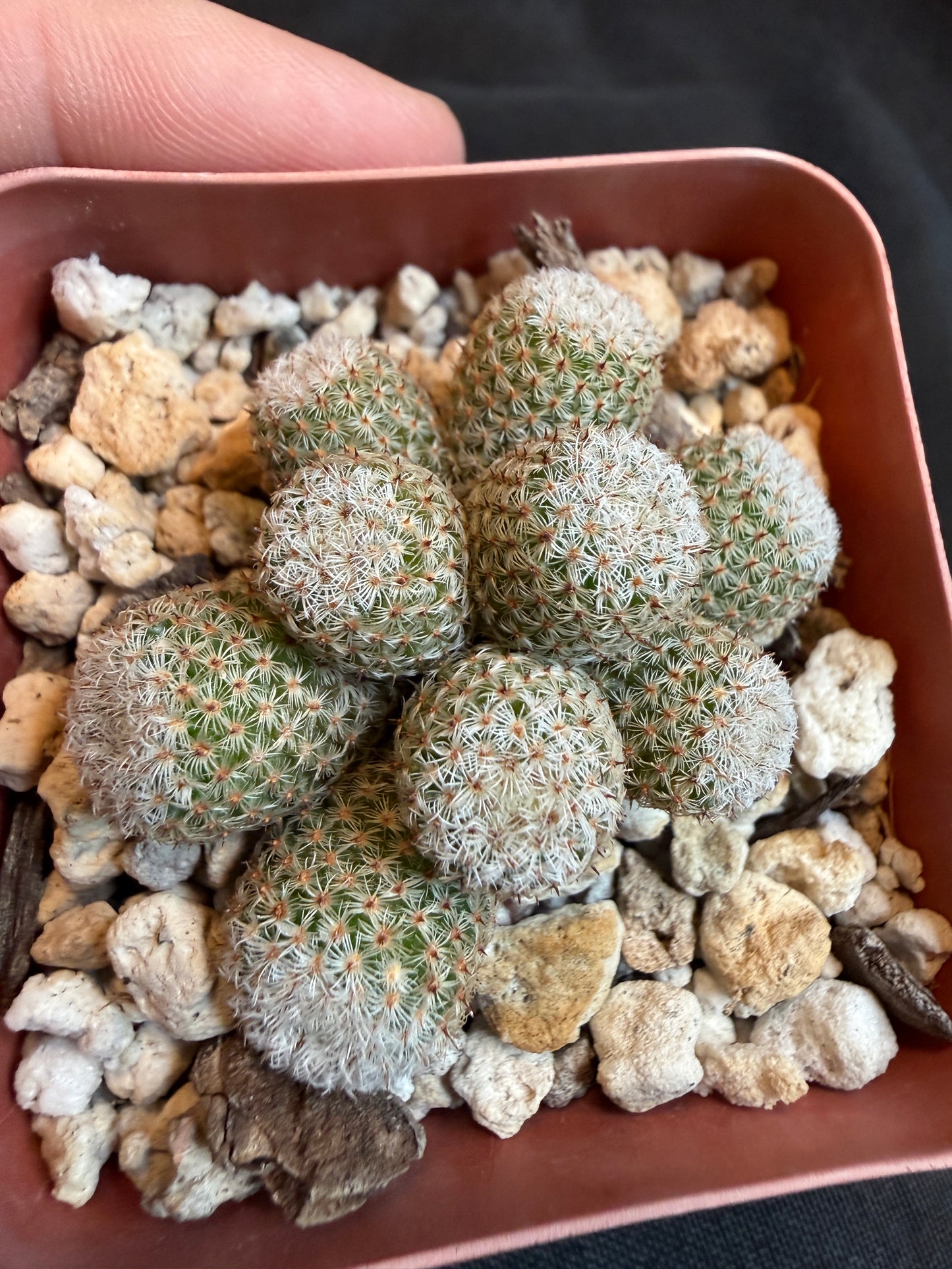 Mammillaria Tlalocii monstrose 101 rare plant
