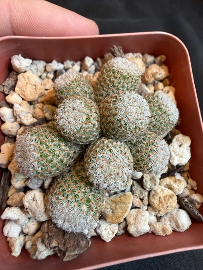 Mammillaria Tlalocii monstrose 101 rare plant
