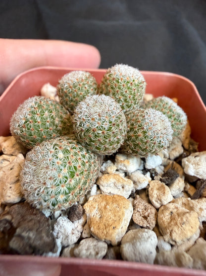 Mammillaria Tlalocii monstrose 101 rare plant