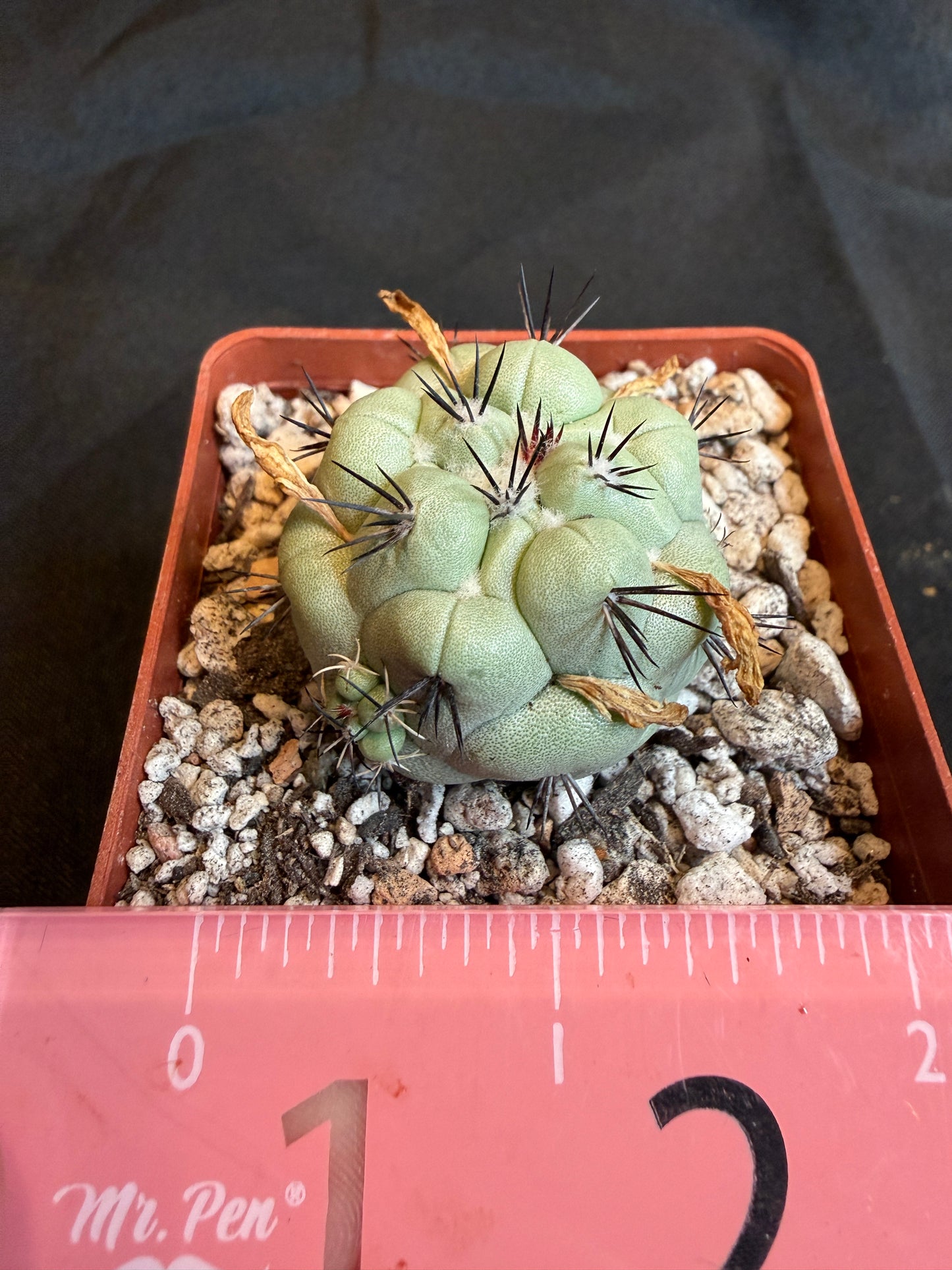 Ortegocactus macdougalii with many pups 102