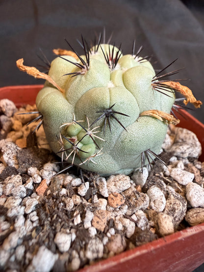 Ortegocactus macdougalii with many pups 102