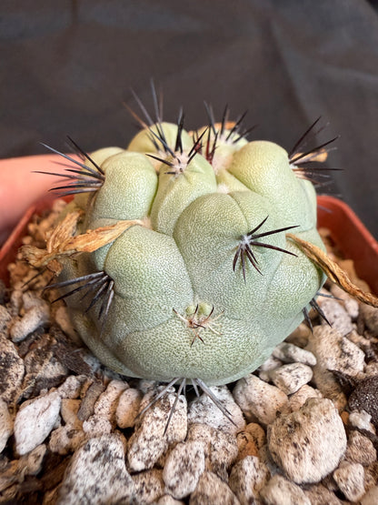 Ortegocactus macdougalii with many pups 102