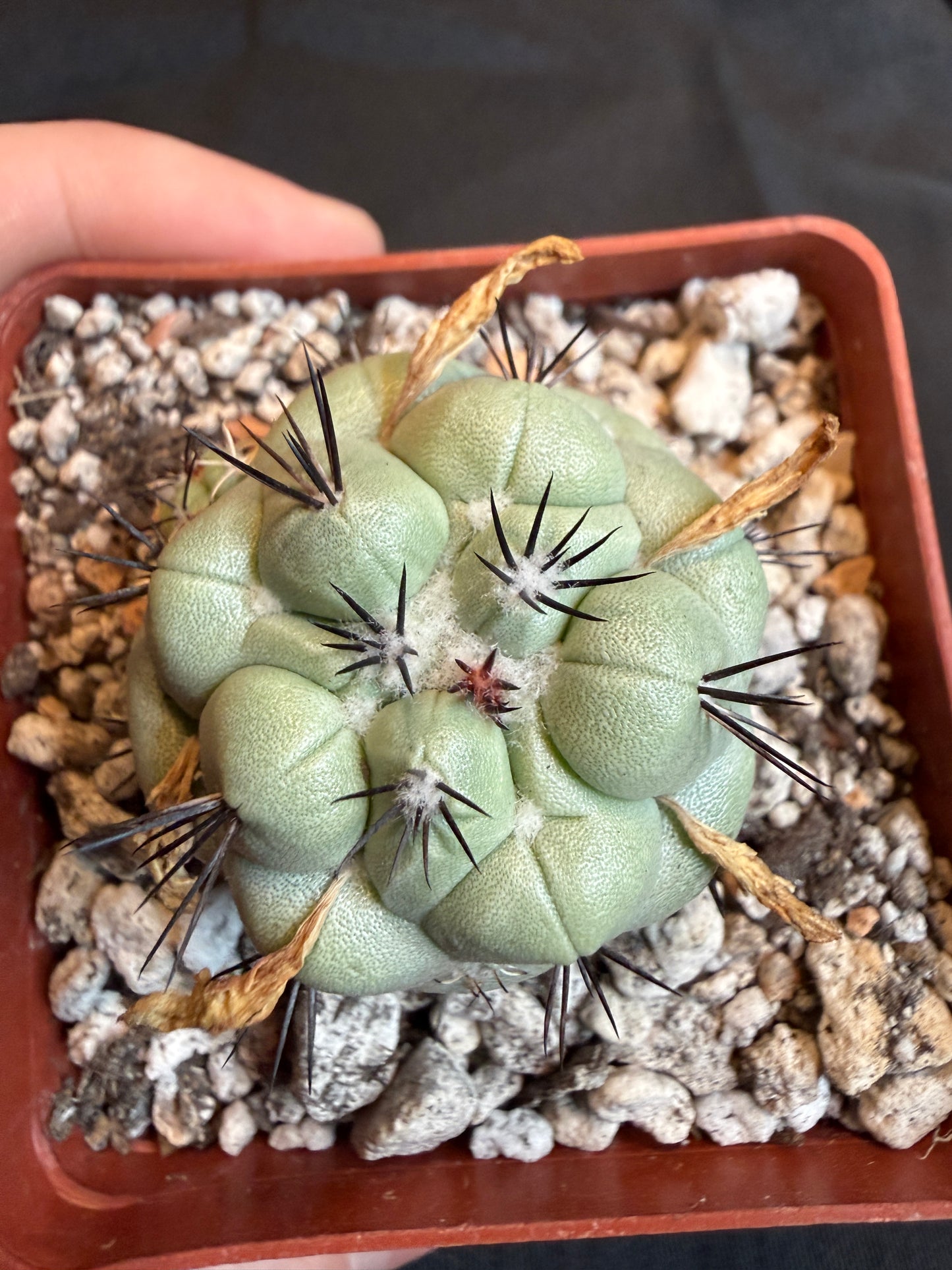 Ortegocactus macdougalii with many pups 102