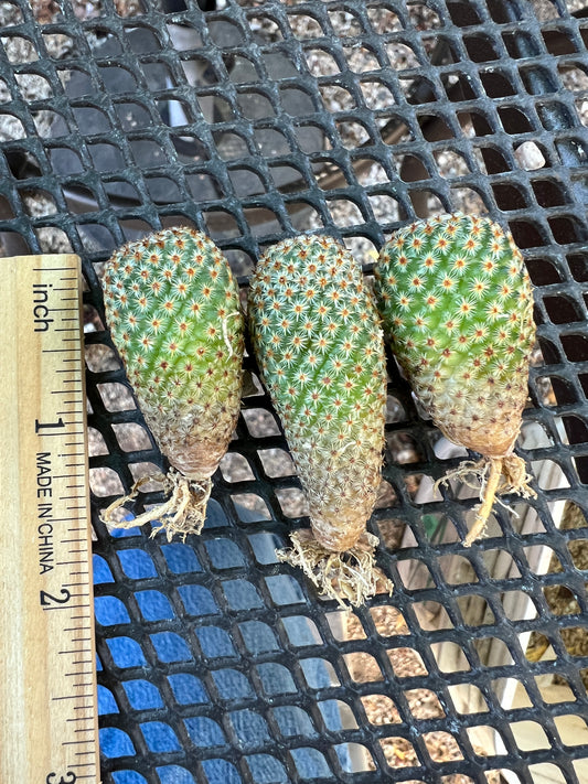 Mammillaria crucigera large size pack of 3 plants 100$ shipped