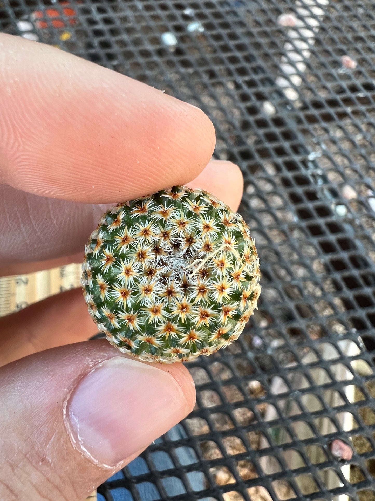 Mammillaria crucigera large size pack of 3 plants 100$ shipped