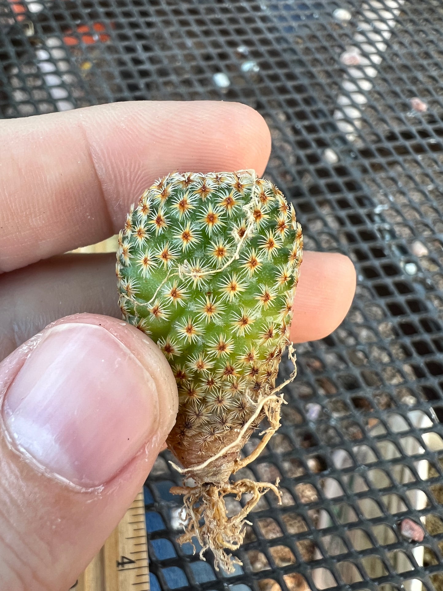 Mammillaria crucigera large size pack of 3 plants 100$ shipped