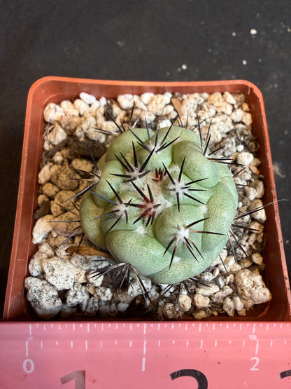 Ortegocactus macdougalii very nice 103