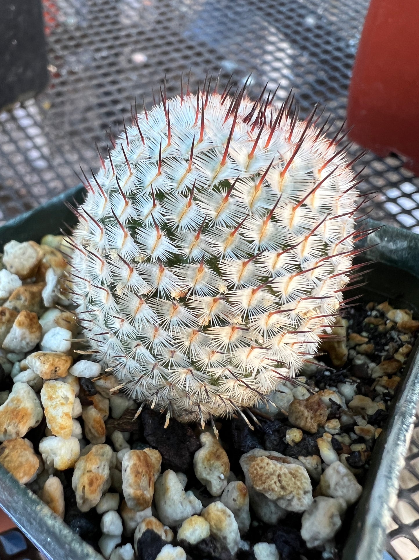 Mammillaria perezdelarosae v. Andersonii cactus #1 large plant