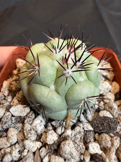 Ortegocactus macdougalii very nice 103