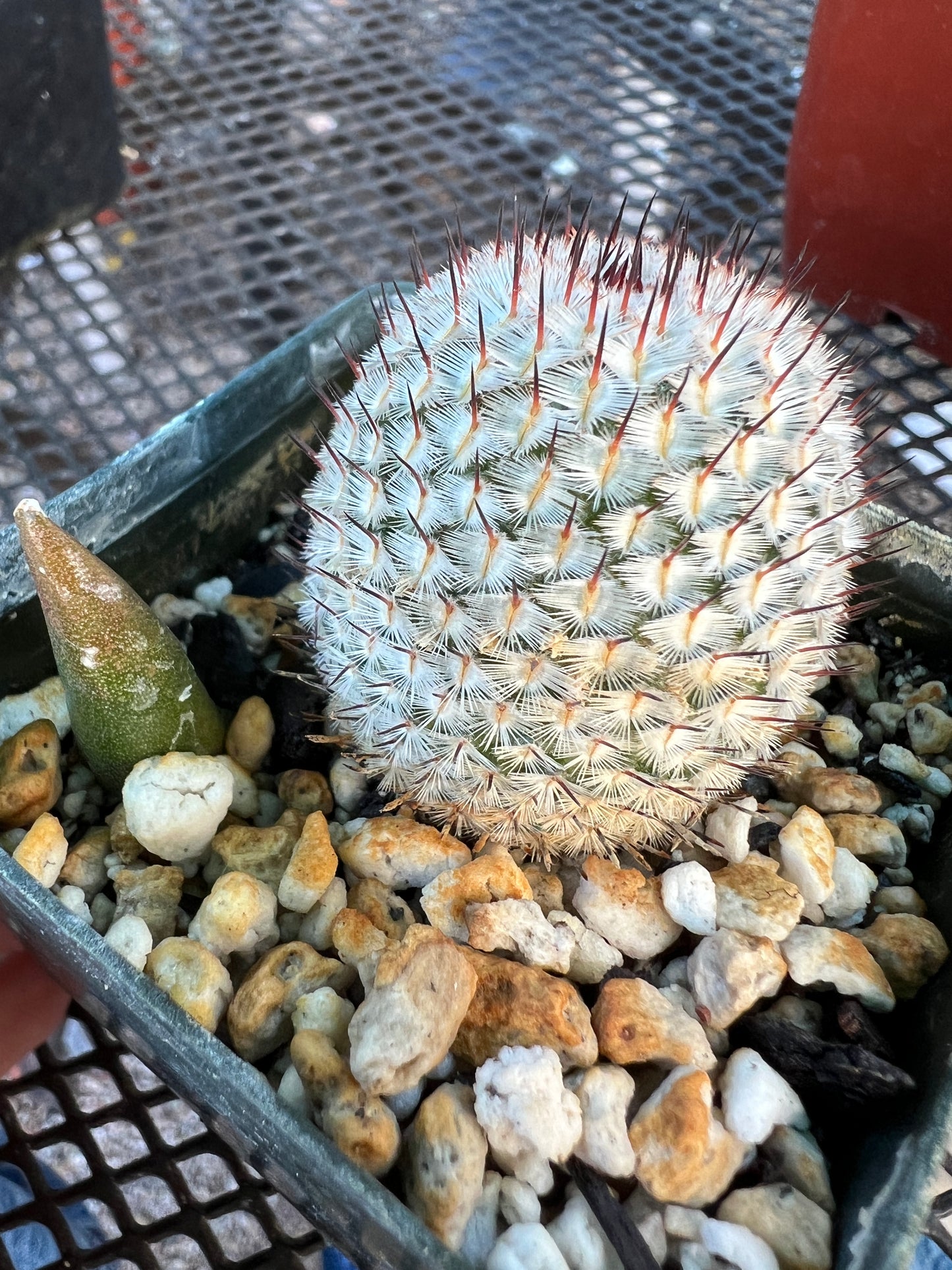 Mammillaria perezdelarosae v. Andersonii cactus #1 large plant