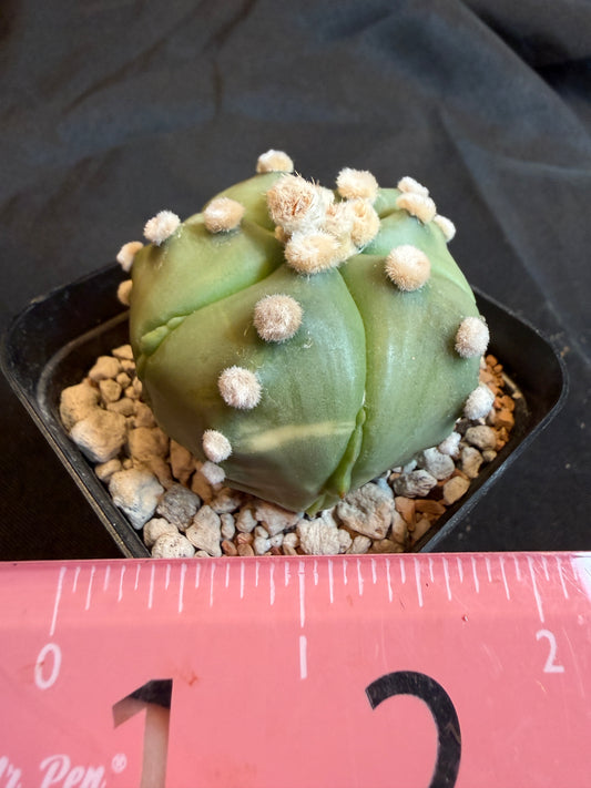 Astrophytum asterias kikko fukuryu slightly variegated 104