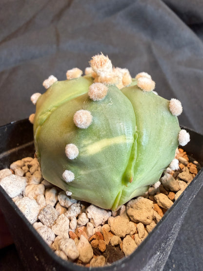 Astrophytum asterias kikko fukuryu slightly variegated 104