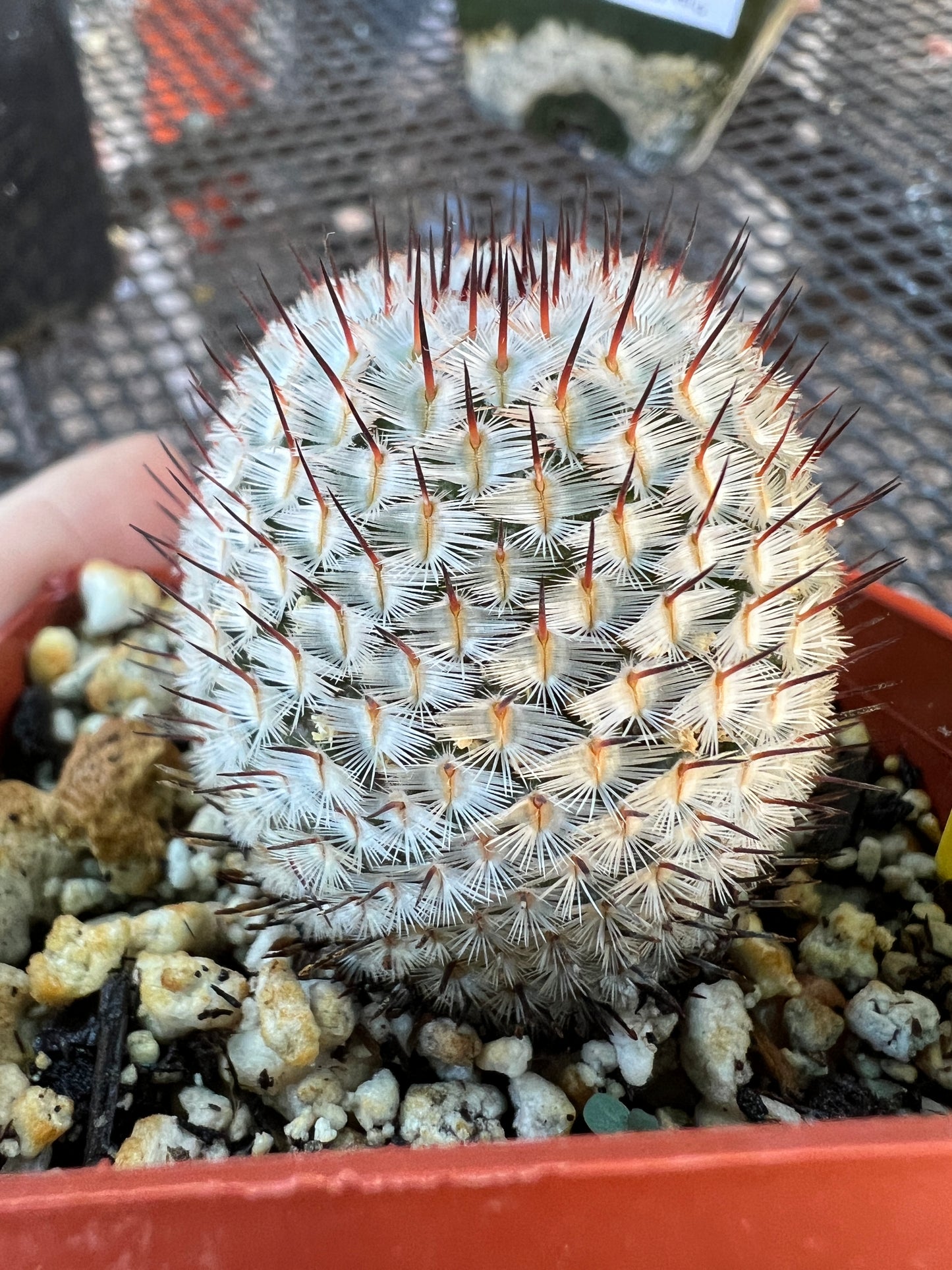 Mammillaria perezdelarosae v. Andersonii cactus #2 large