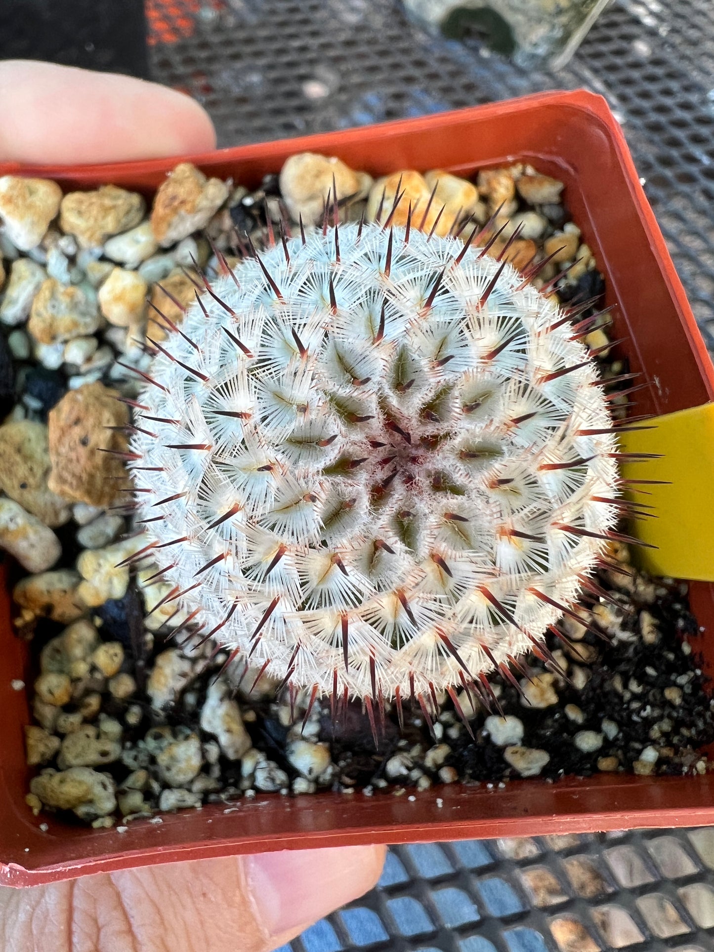 Mammillaria perezdelarosae v. Andersonii cactus #2 large