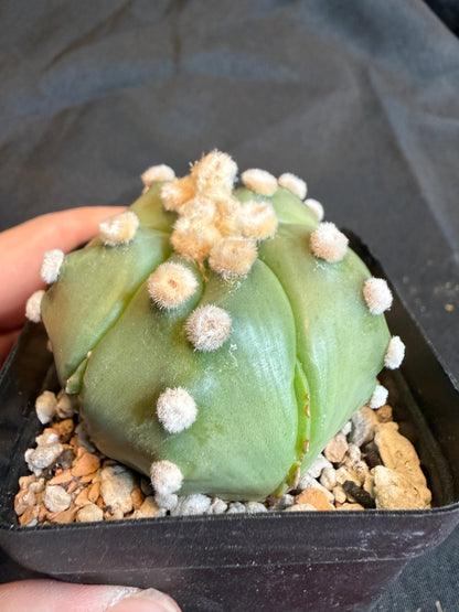 Astrophytum asterias kikko fukuryu slightly variegated 104