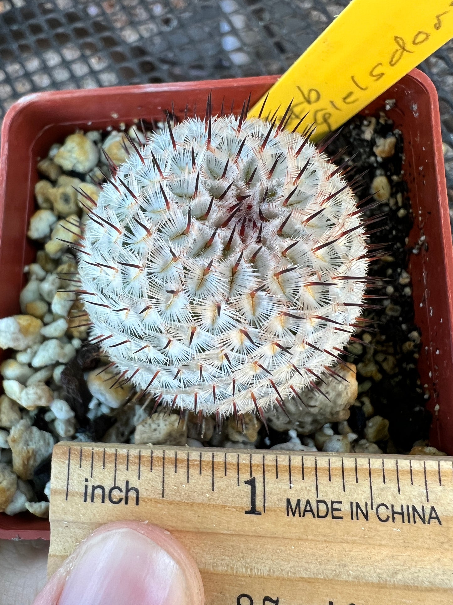 Mammillaria perezdelarosae v. Andersonii cactus large #3