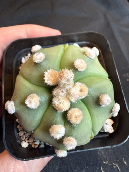 Astrophytum asterias kikko fukuryu slightly variegated 104