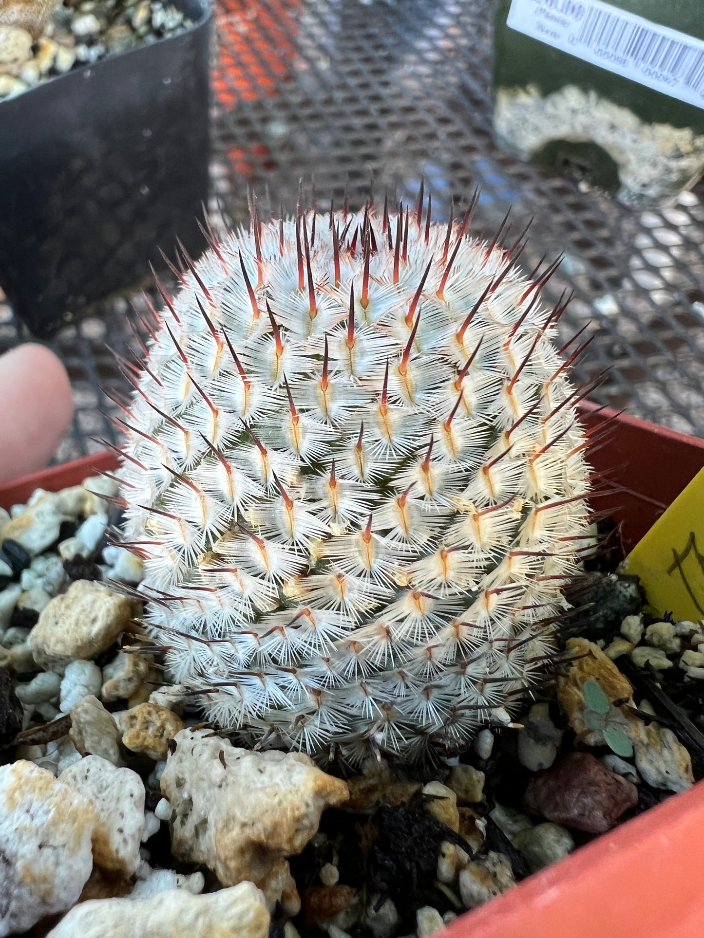 Mammillaria perezdelarosae v. Andersonii cactus large #3