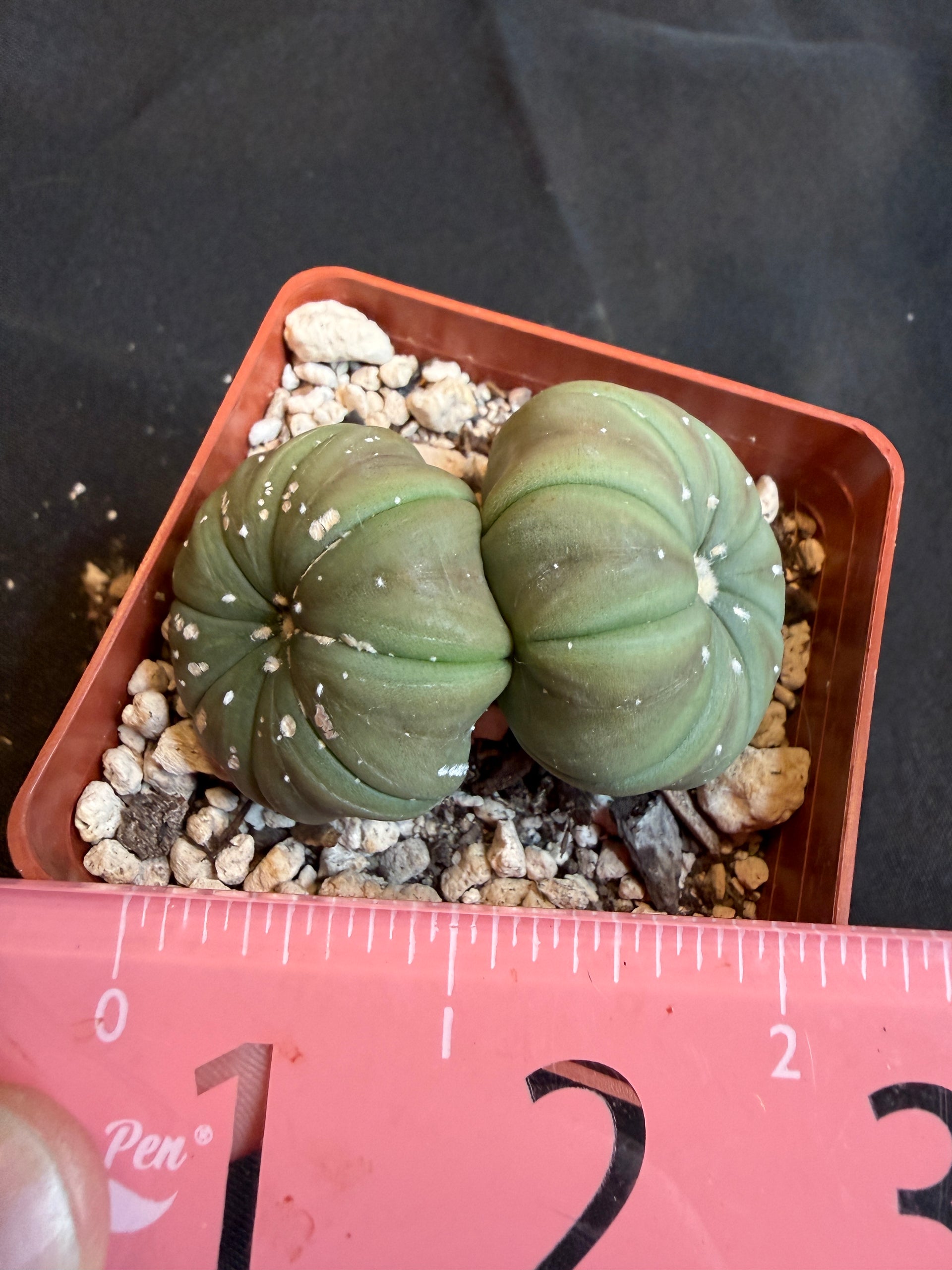 Astrophytum asterias two headed cactus 105 – Planta seca