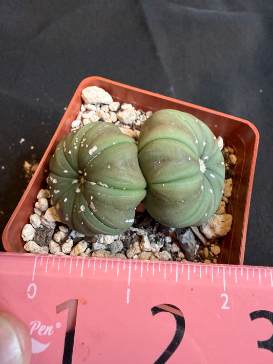 Astrophytum asterias two headed cactus 105