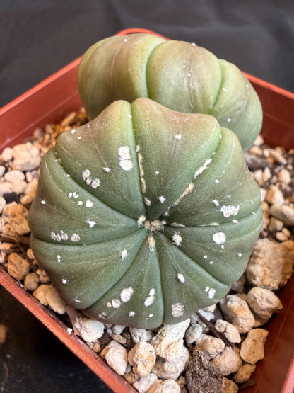 Astrophytum asterias two headed cactus 105