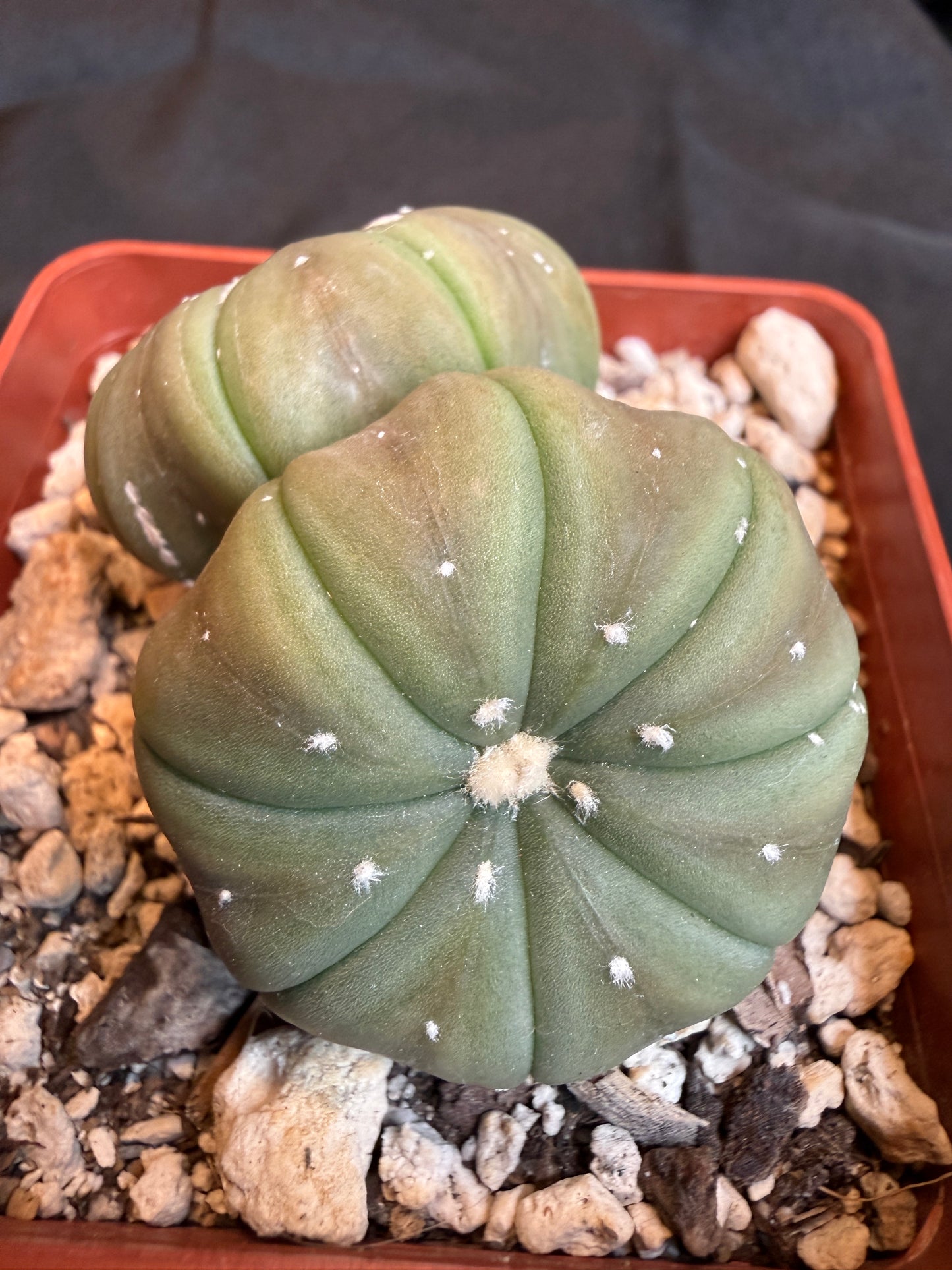 Astrophytum asterias two headed cactus 105