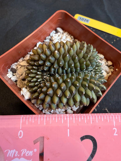 Gymnocalycium inermis crest beautiful form 106