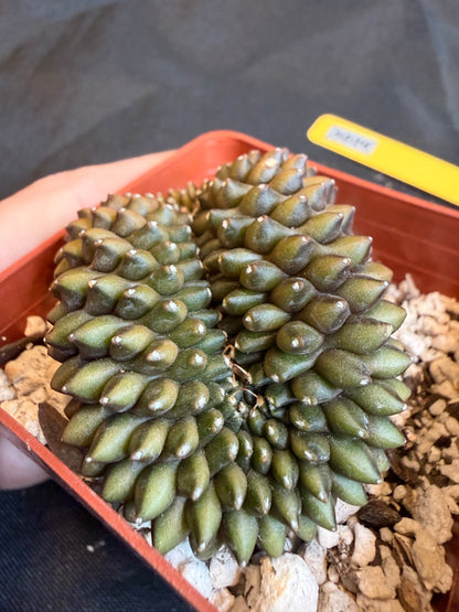 Gymnocalycium inermis crest beautiful form 106