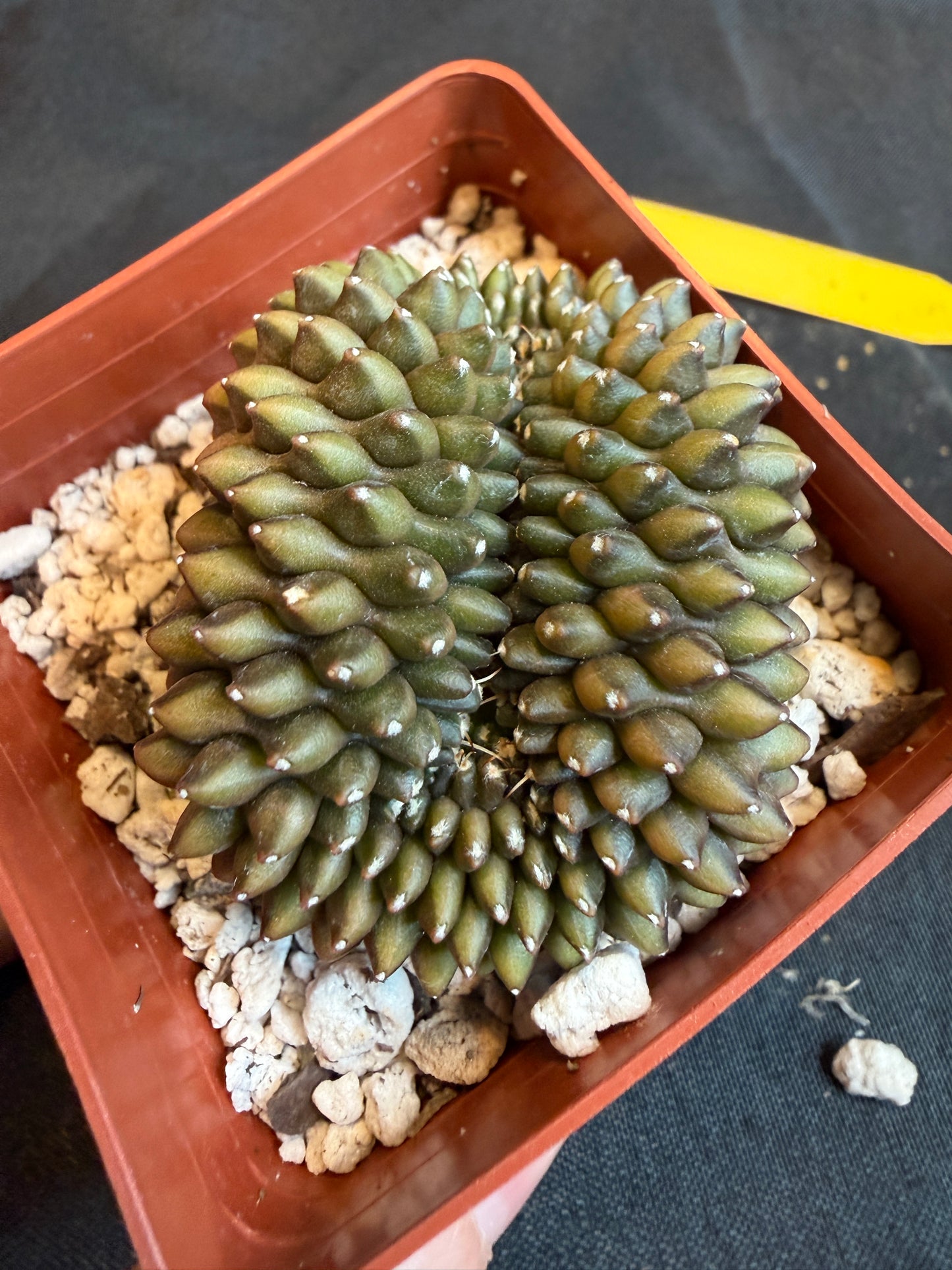 Gymnocalycium inermis crest beautiful form 106