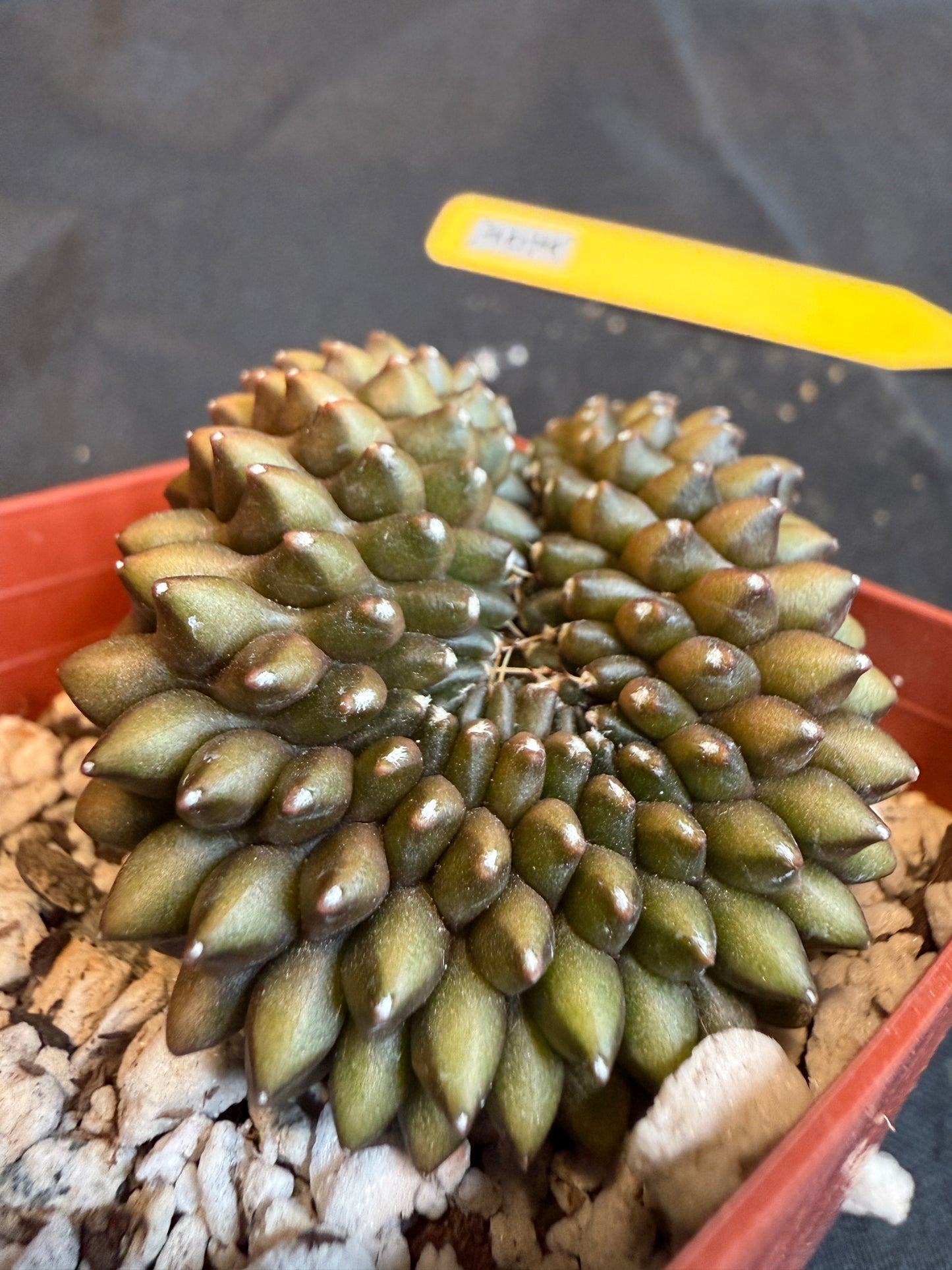 Gymnocalycium inermis crest beautiful form 106
