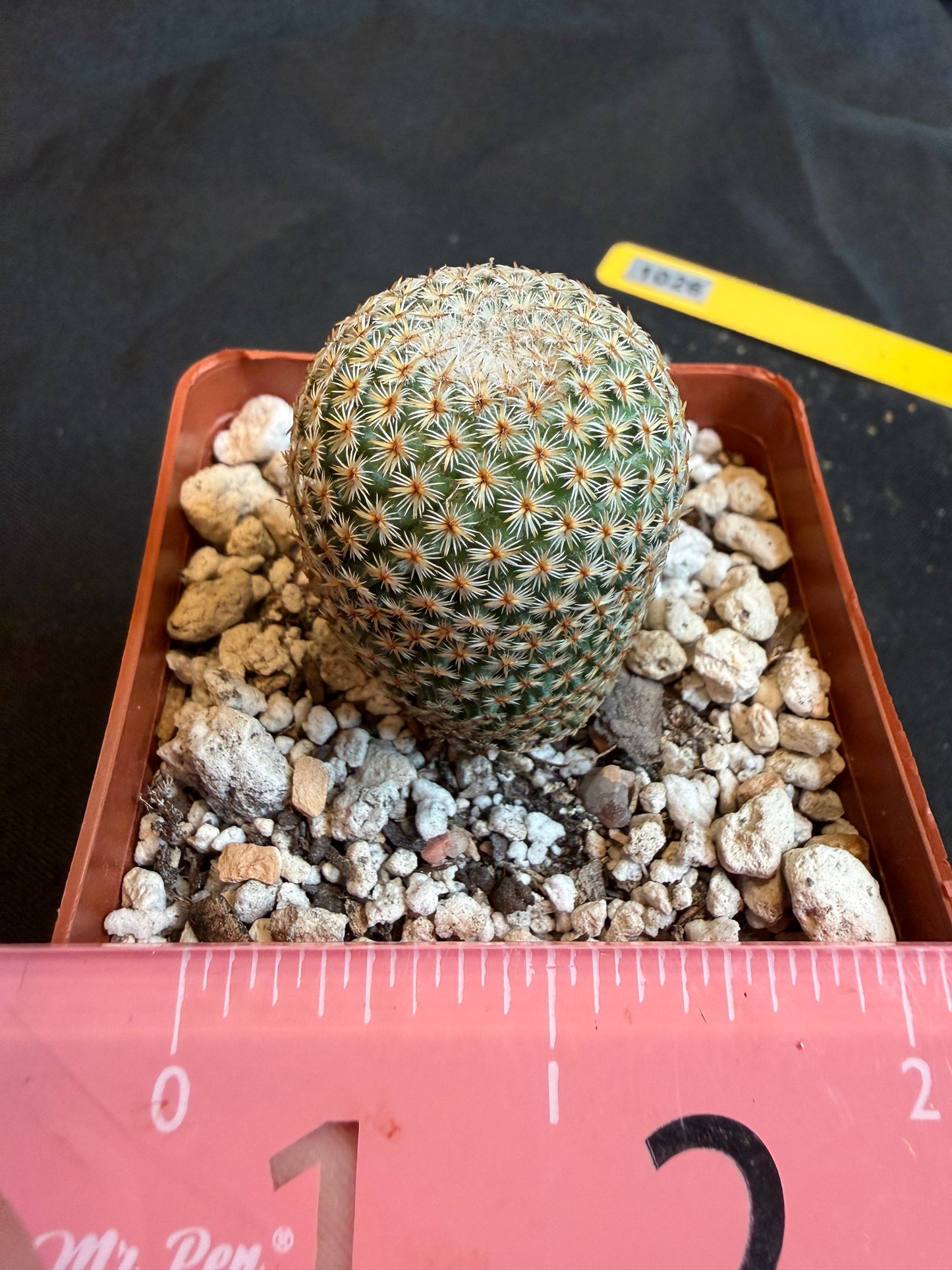Mammillaria crucigera very nice 107