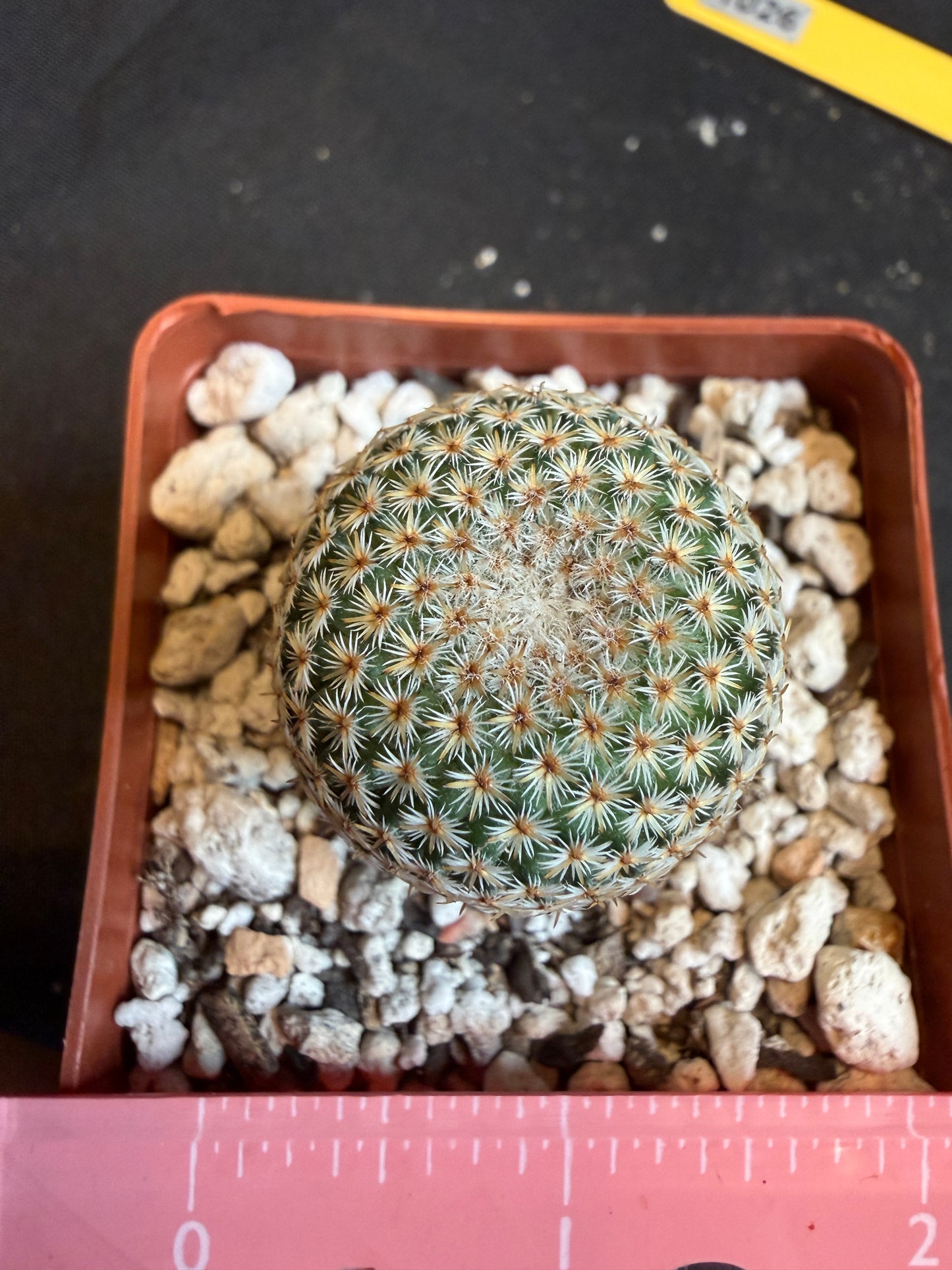 Mammillaria crucigera very nice 107