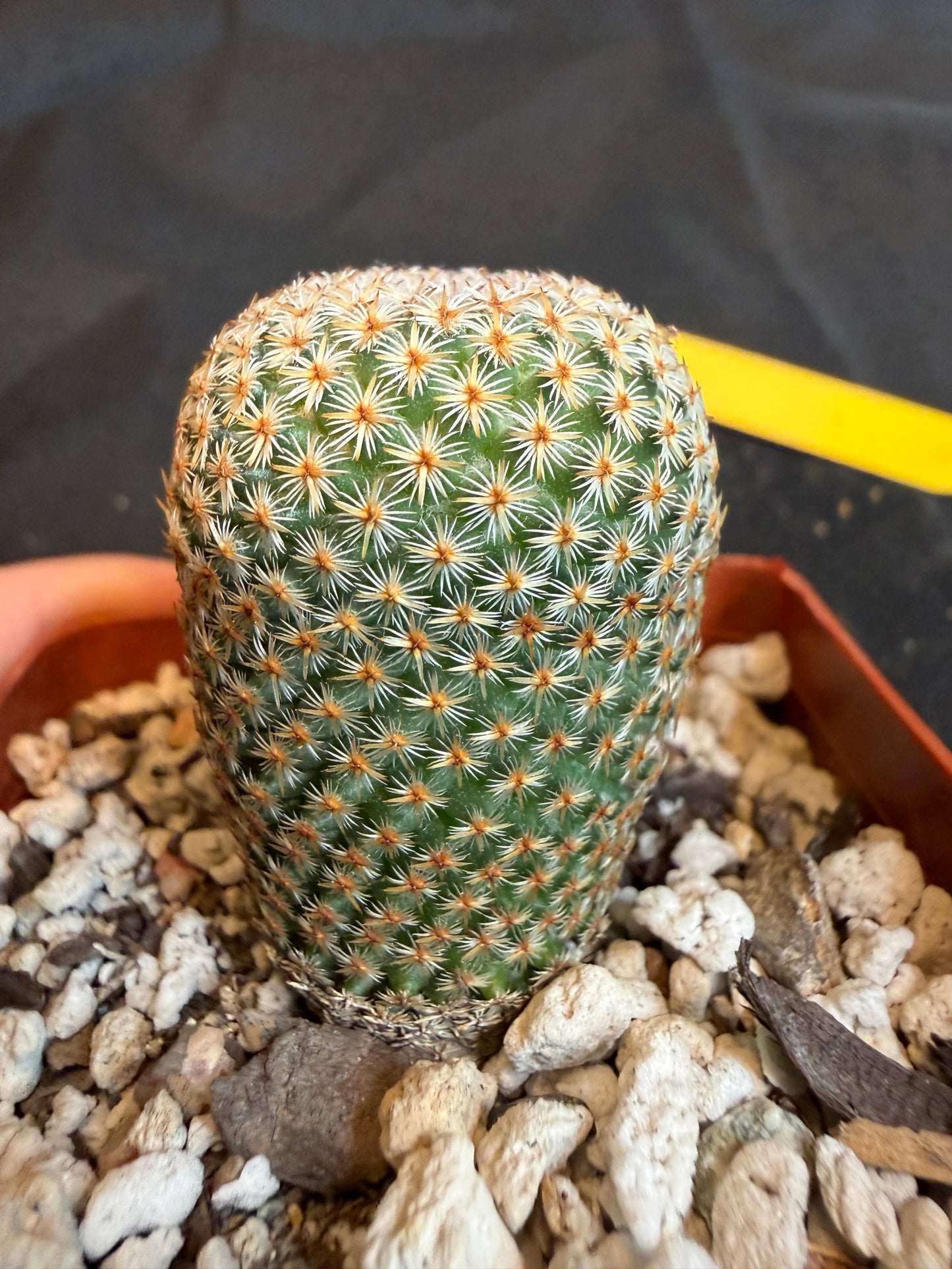 Mammillaria crucigera very nice 107