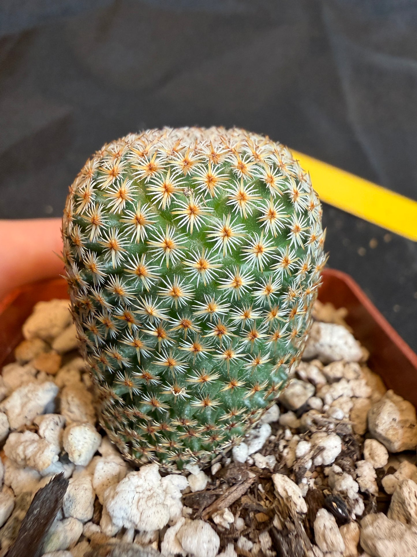 Mammillaria crucigera very nice 107