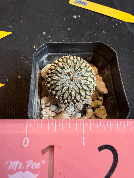 Pelecyphora aselliformis very rare plant 108