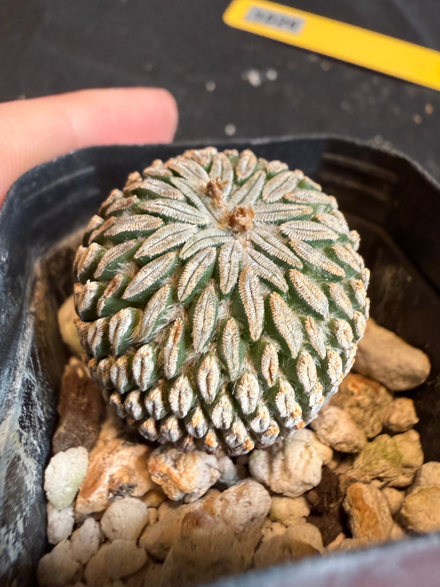 Pelecyphora aselliformis very rare plant 108