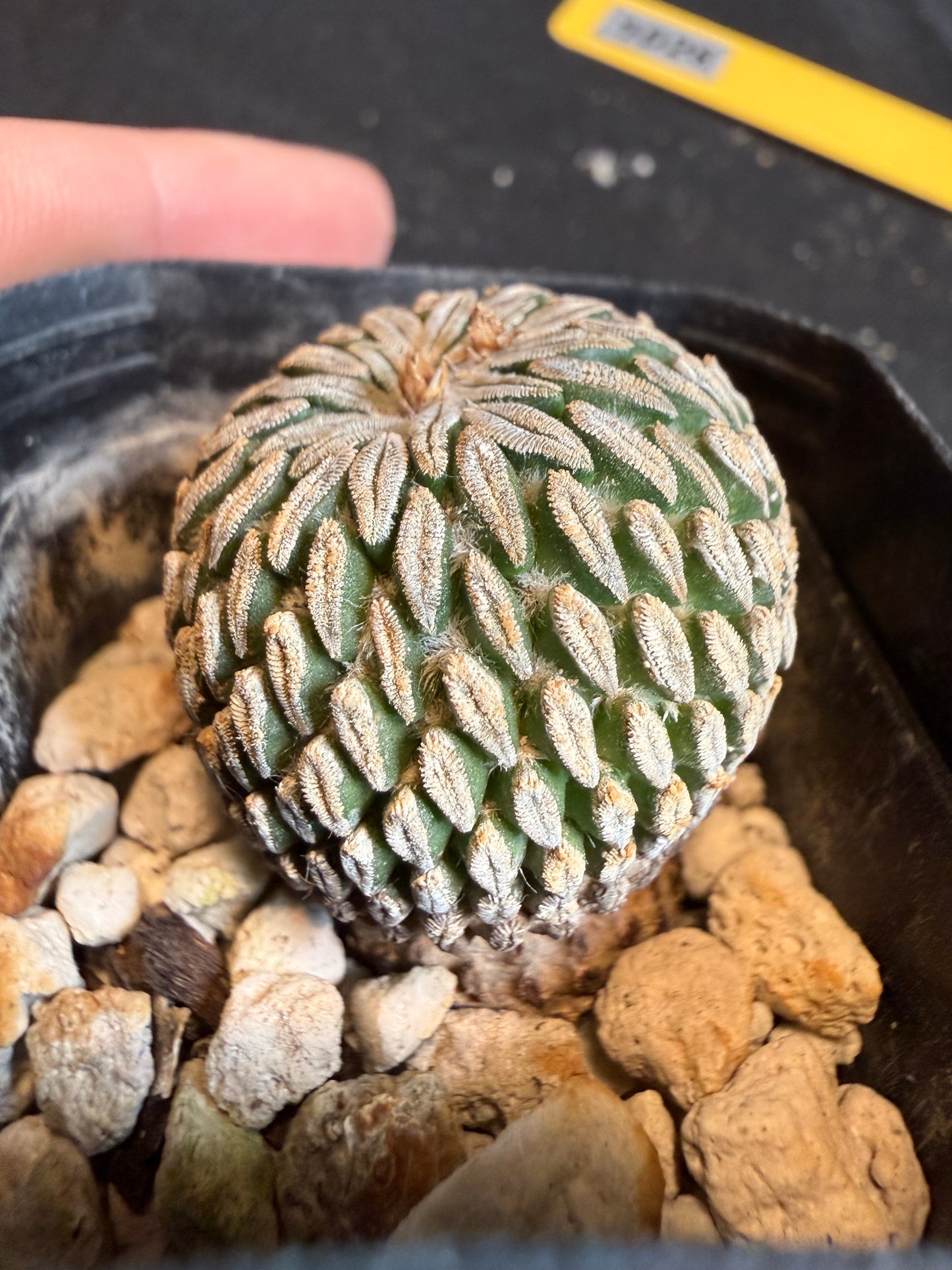 Pelecyphora aselliformis very rare plant 108