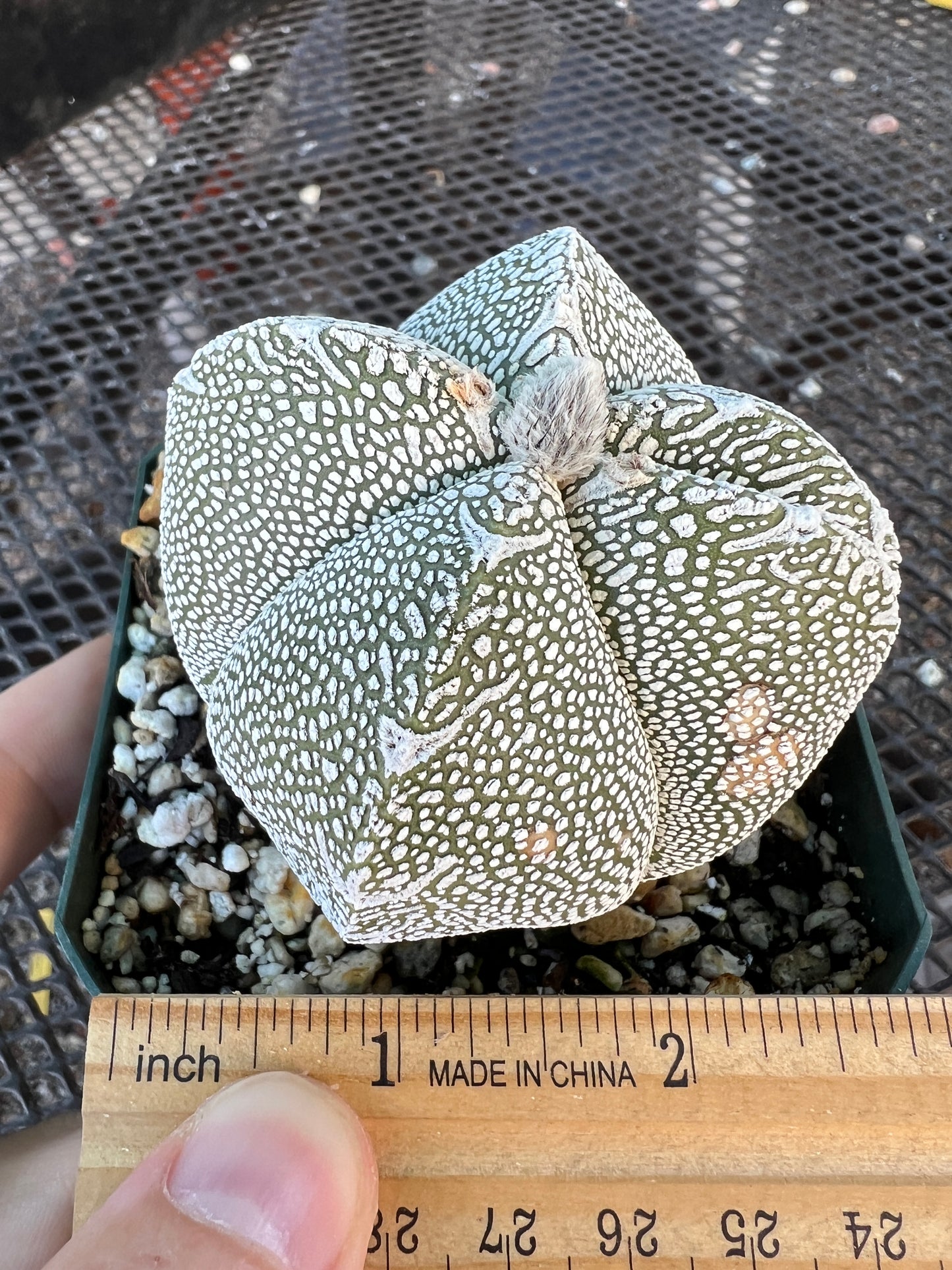 Astrophytum onzuka cactus in 3.25 inch pot some marks