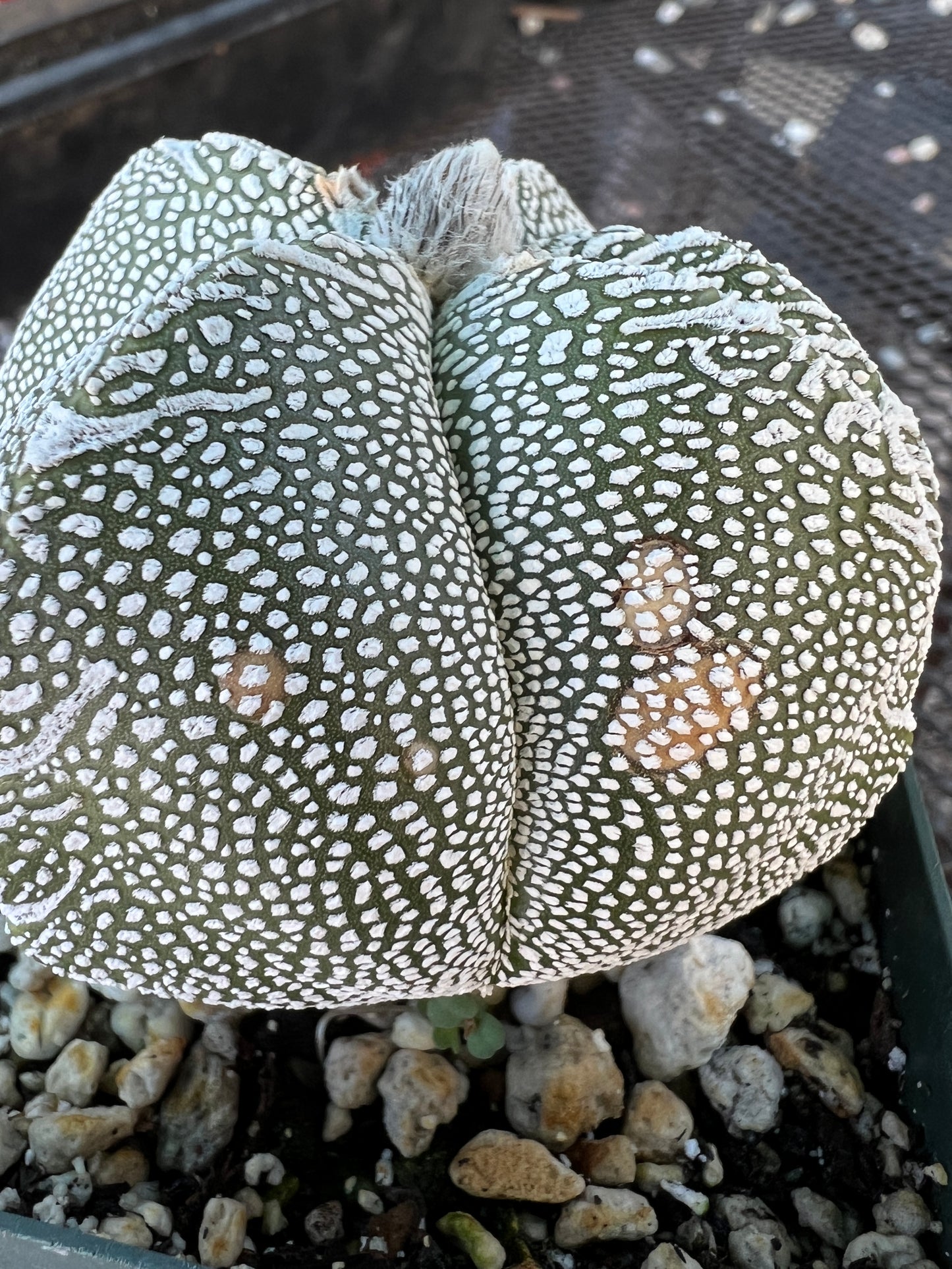 Astrophytum onzuka cactus in 3.25 inch pot some marks