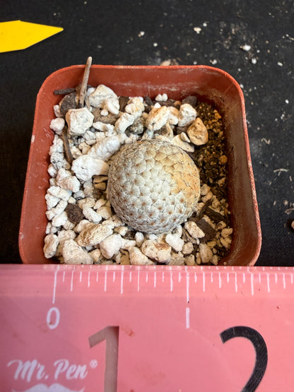 Mammillaria breviplumosa rare plant newly discovered 109
