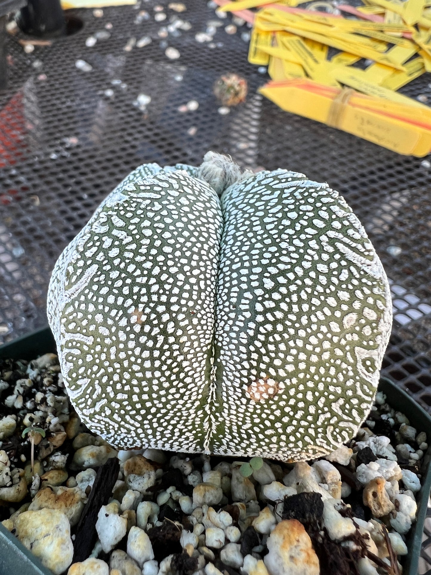 Astrophytum onzuka cactus in 3.25 inch pot some marks