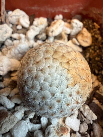 Mammillaria breviplumosa rare plant newly discovered 109