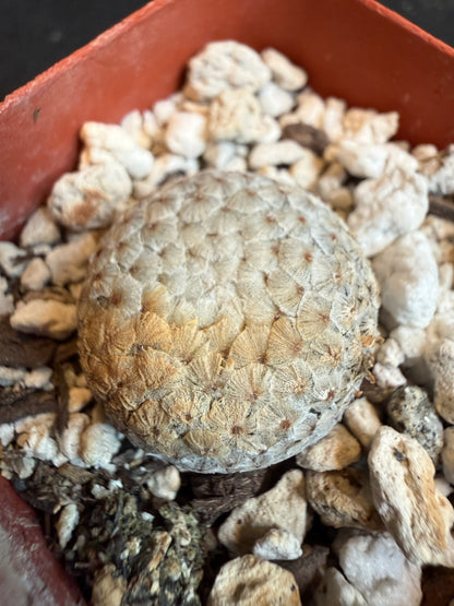 Mammillaria breviplumosa rare plant newly discovered 109