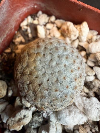 Mammillaria breviplumosa rare plant newly discovered 109