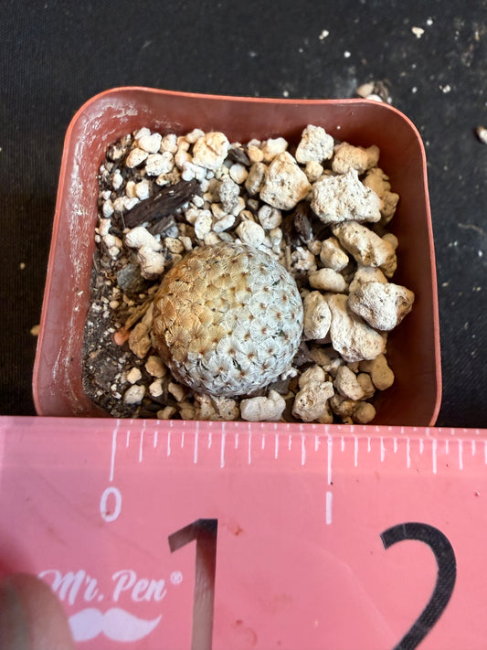 Mammillaria breviplumosa rare plant 110