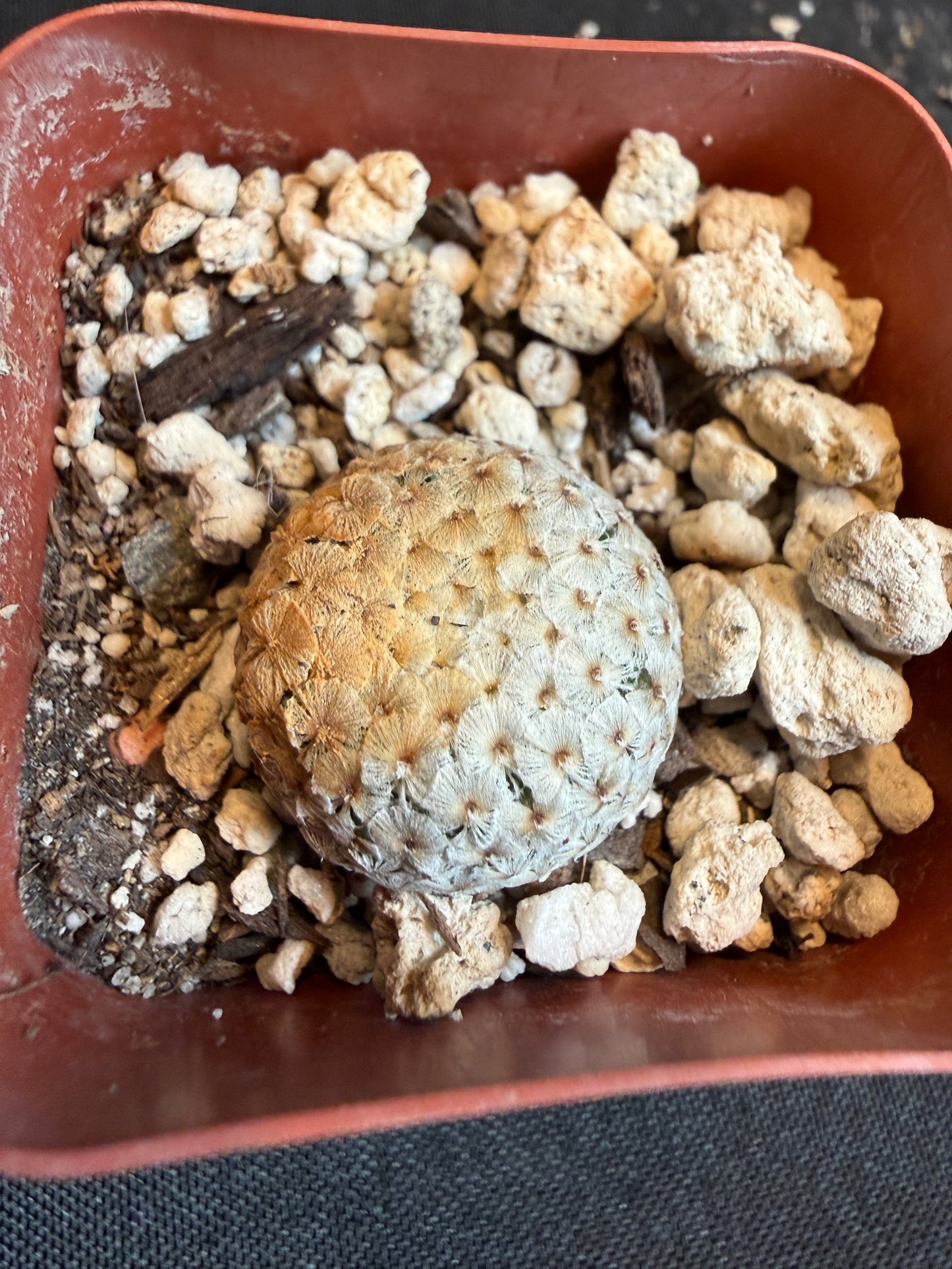 Mammillaria breviplumosa rare plant 110